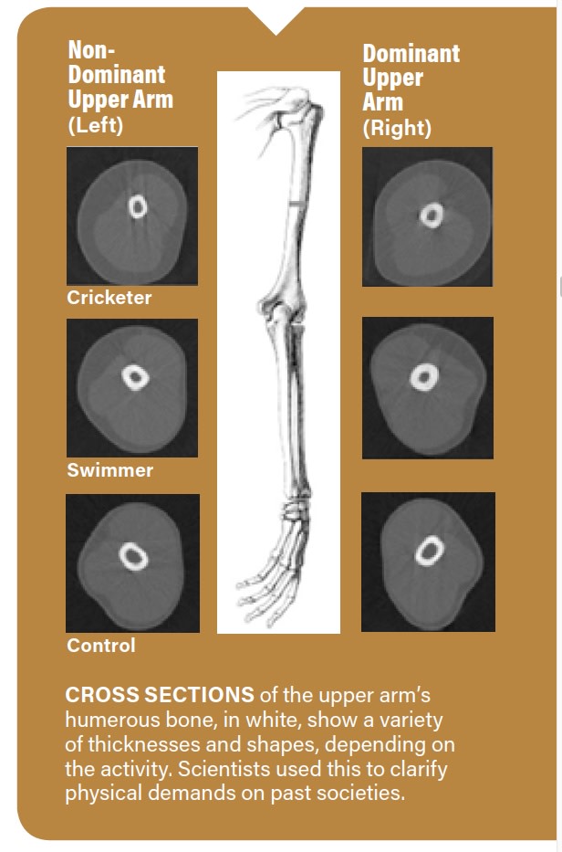 Arm Thickness Infographic - Am J of Phys Anthro