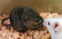 Clonedmice.jpg