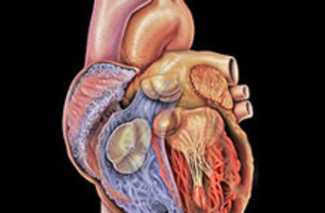 heartanatomyweb.jpg