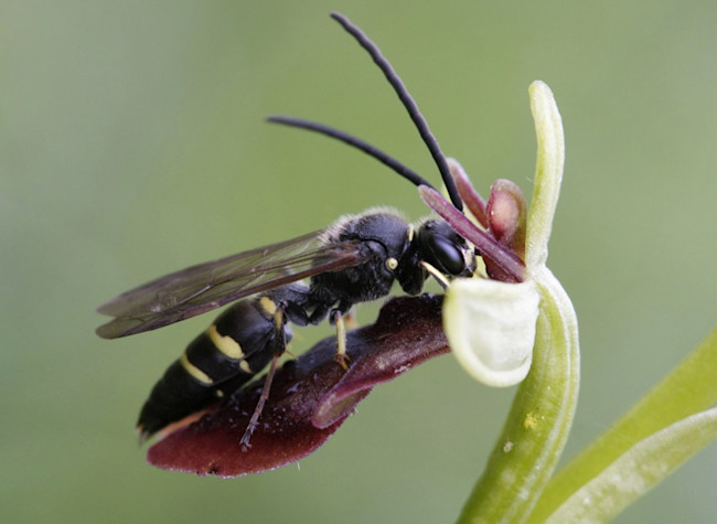 Wasp (1)
