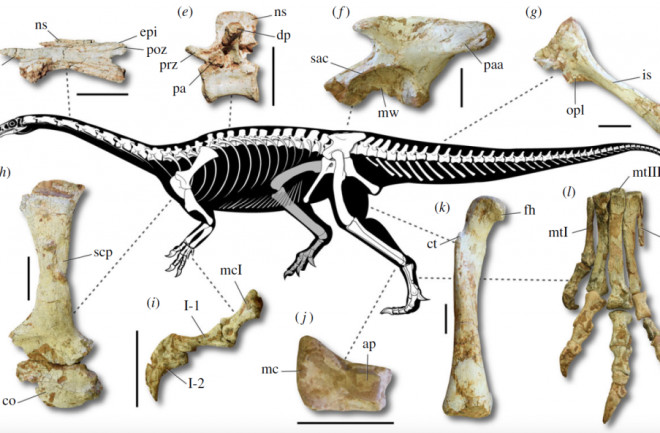 A newly-described dinosaur from Brazil is the oldest long-necked dino ever found, dating back 233 million years. (Credit: Müller et al 2018)