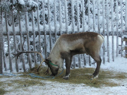 reindeer.jpg