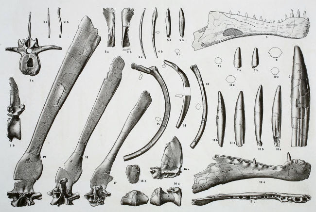 Spinosaurus holotype
