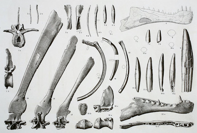 Spinosaurus holotype