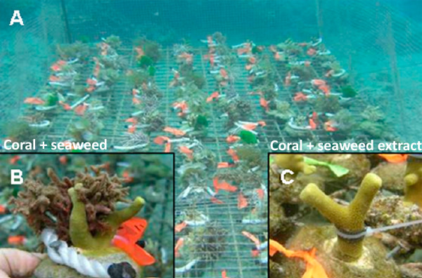 Coral-vs-seaweed.jpg