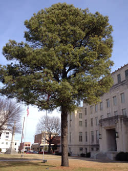 moon-tree-warrior-4.jpg