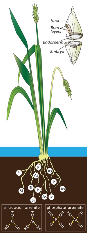 Rice plant diagram