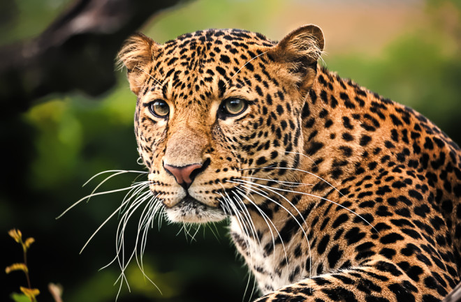 A picture of a Javan leopard.