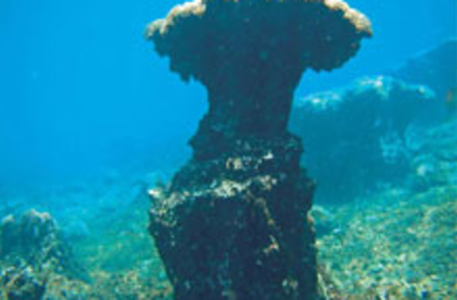 coral-reef-structure.jpg