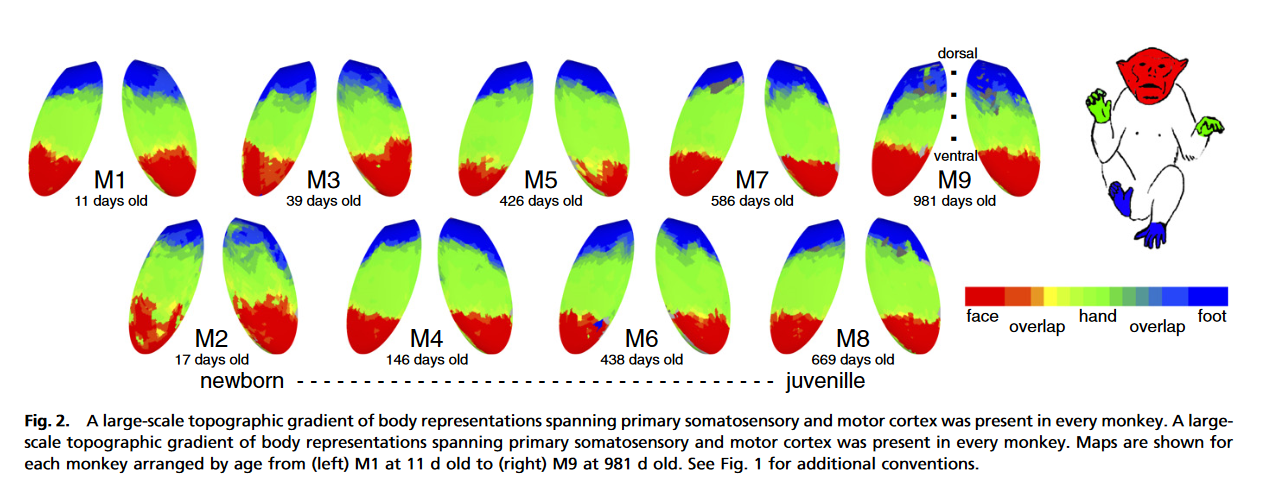 brain_body_map_monkeys