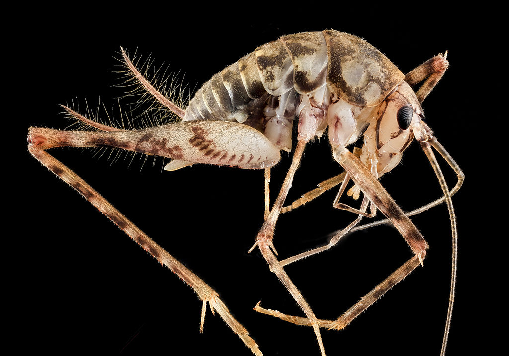 Mysterious Crickets Squat In American, Dead Camel Crickets In Basement