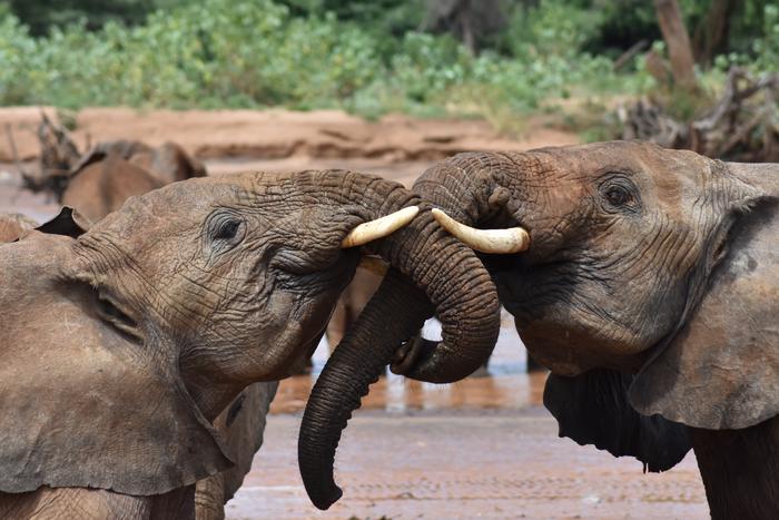 Elephants Have Names for Each Other, and Maybe Their Own Language