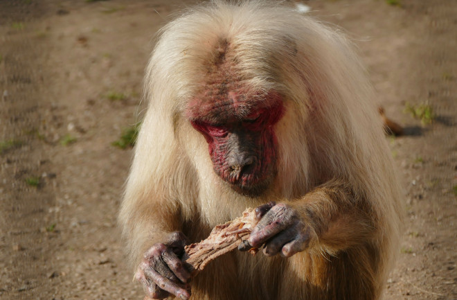 The Grisly, Diverse World of Meat-Eating Primates | Discover Magazine