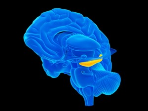 Hippocampus