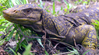 Varanus_bitawawa.jpg