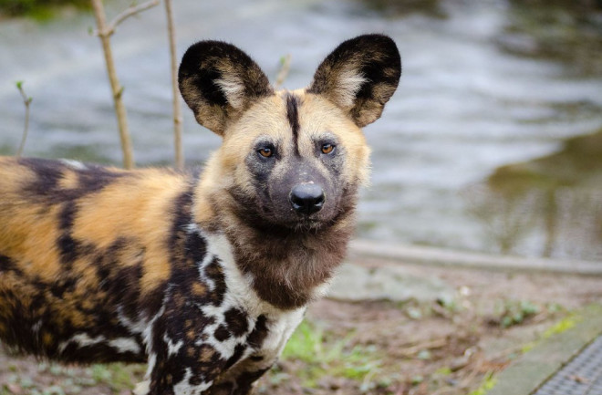New study suggests African wild dogs may be doomed by climate change. Photo by Mathias Appel