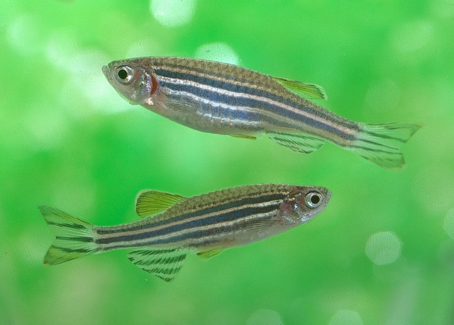 Drunk Fish Convince Sober Ones to Follow Them Around | Discover Magazine