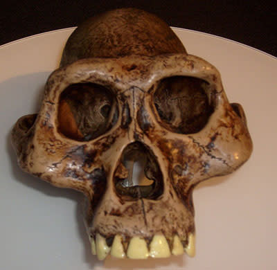 australopithecusa.jpg