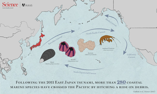 tsunami_spp_movement_Carlton_Science.jpg