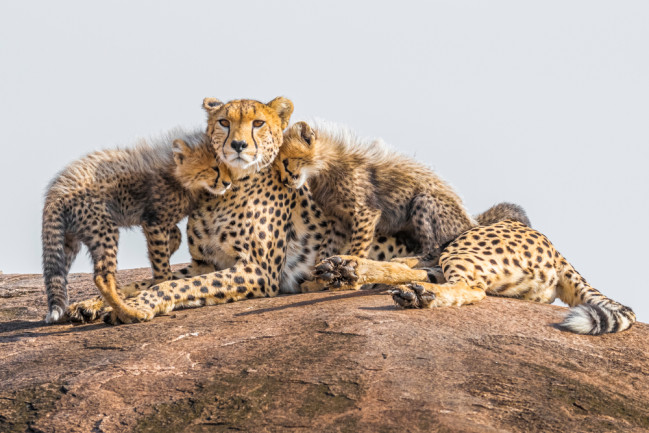 Are Cheetahs Endangered and Why Are Populations Declining?