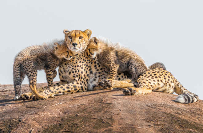 Female cheetah with her two cubs