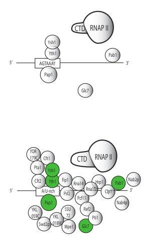 giardia%20polyadenylation%20313.jpg