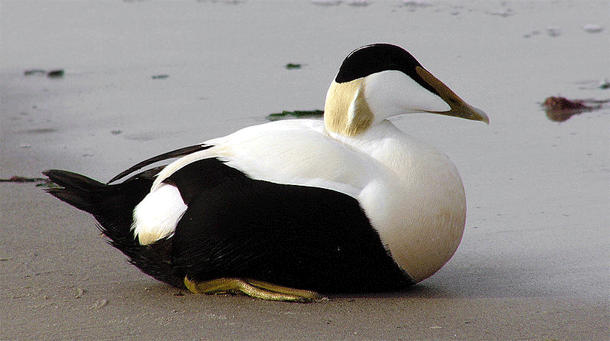 Eider_duck.gif