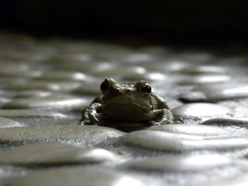 Frog_pebbles.jpg