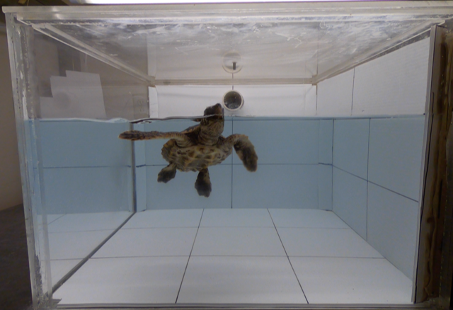 Turtle sniffing plastic Joseph Pfaller