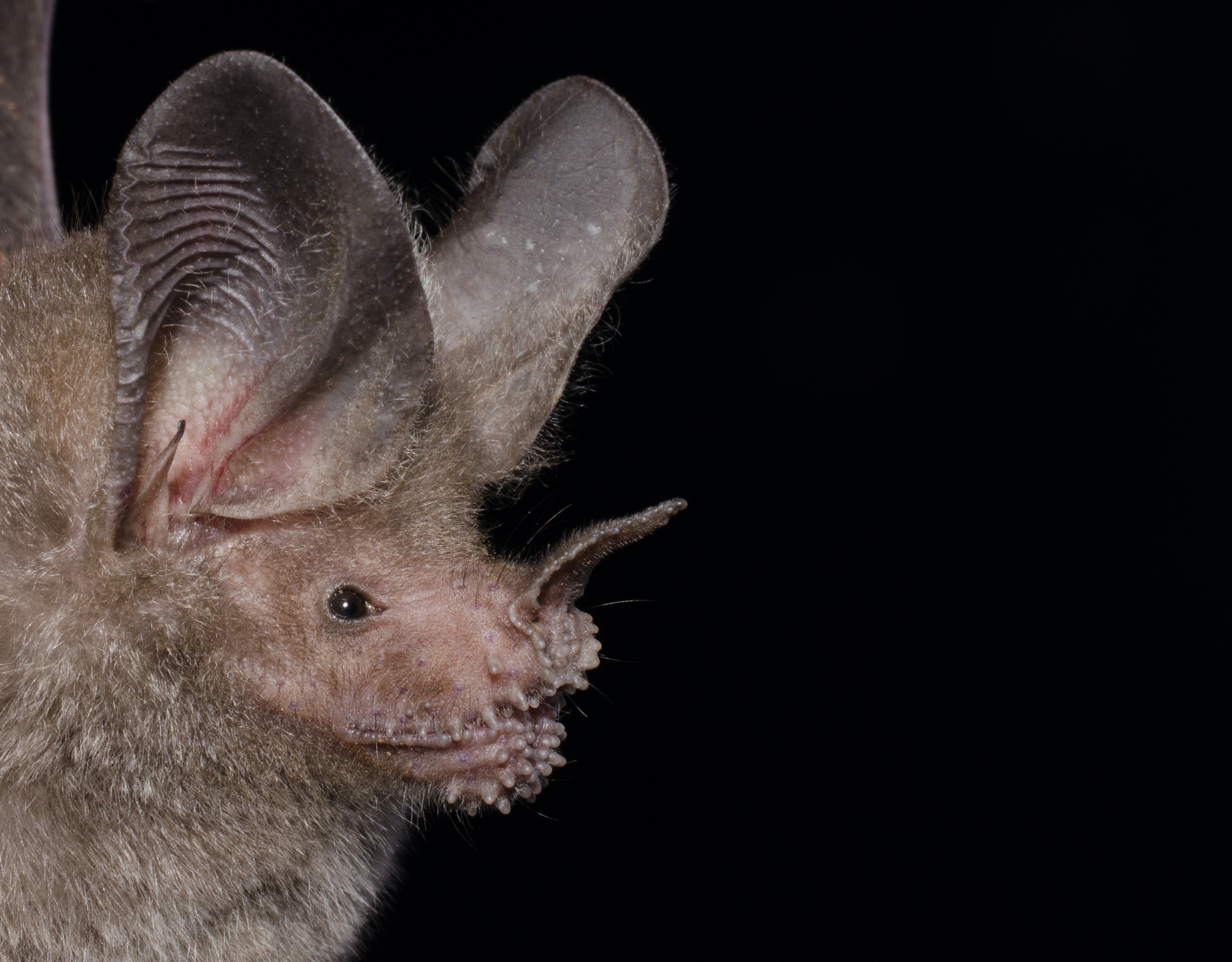 Scientists Identify Long-Term Memory in Wild Bats | Discover Magazine