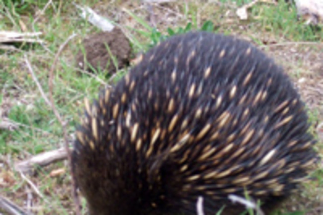 Short-beaked_echidna.jpg