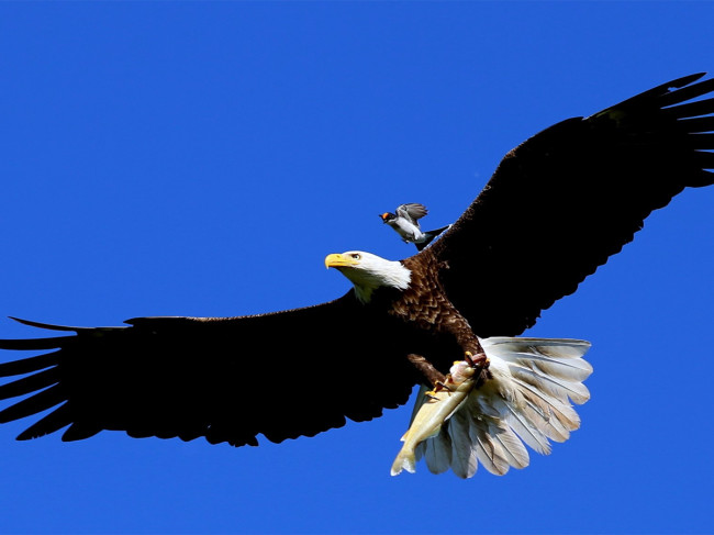 King bird attacking bald eagle