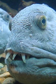 uglyfish3.jpg