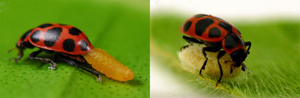 Ladybird_wasp.jpg