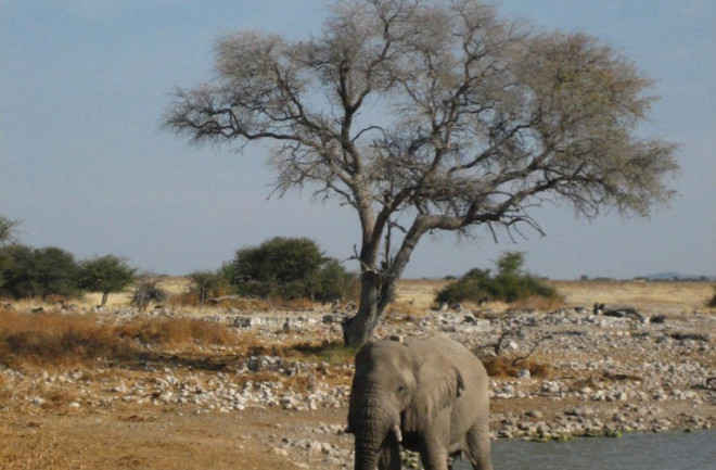 African-elephant-768x1024.jpg