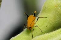 Aphid-sap.jpg