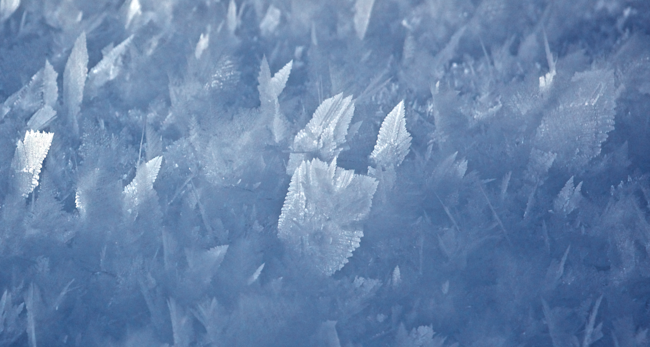Crystalline-Forest.png