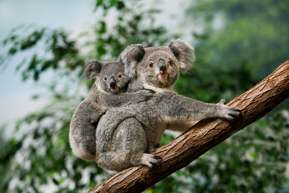 Whether It's Chlamydia or Inbreeding, Sydney’s Koalas Face Terrible Threats