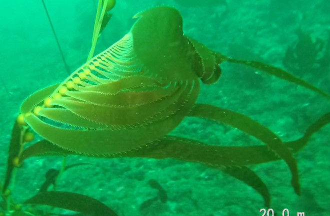 Giant kelp - Ocean Sanctuaries