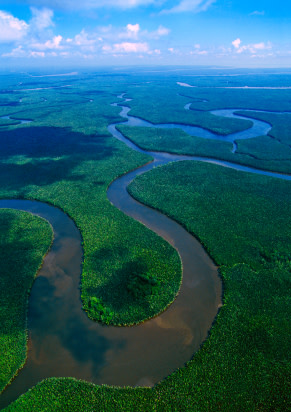 planted forests project