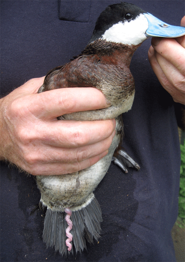 duckpic1.gif