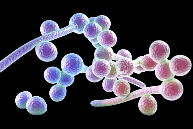 candida albicans