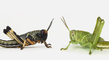 locusts.jpg