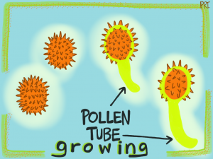 Pollen-Tube-Growing1-300x225.png