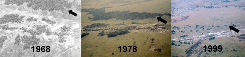Serengeti.jpg