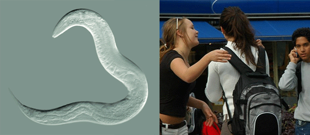 C.elegans_teens.gif