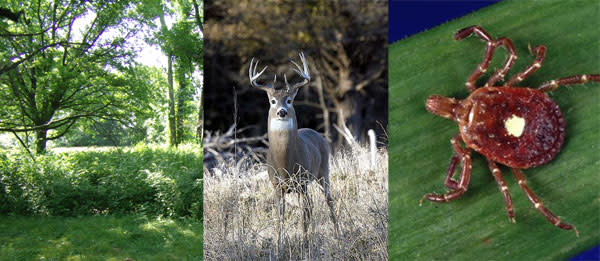 Honeysuckle_deer_tick.jpg