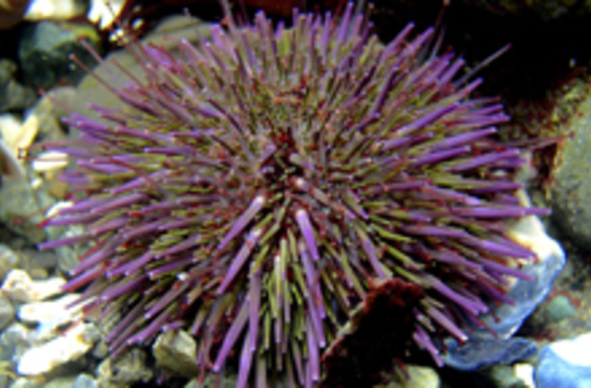 urchin.jpg