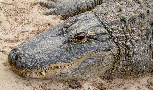 Alligator.jpg