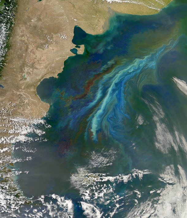 aqua_patagonia_bloom.jpg